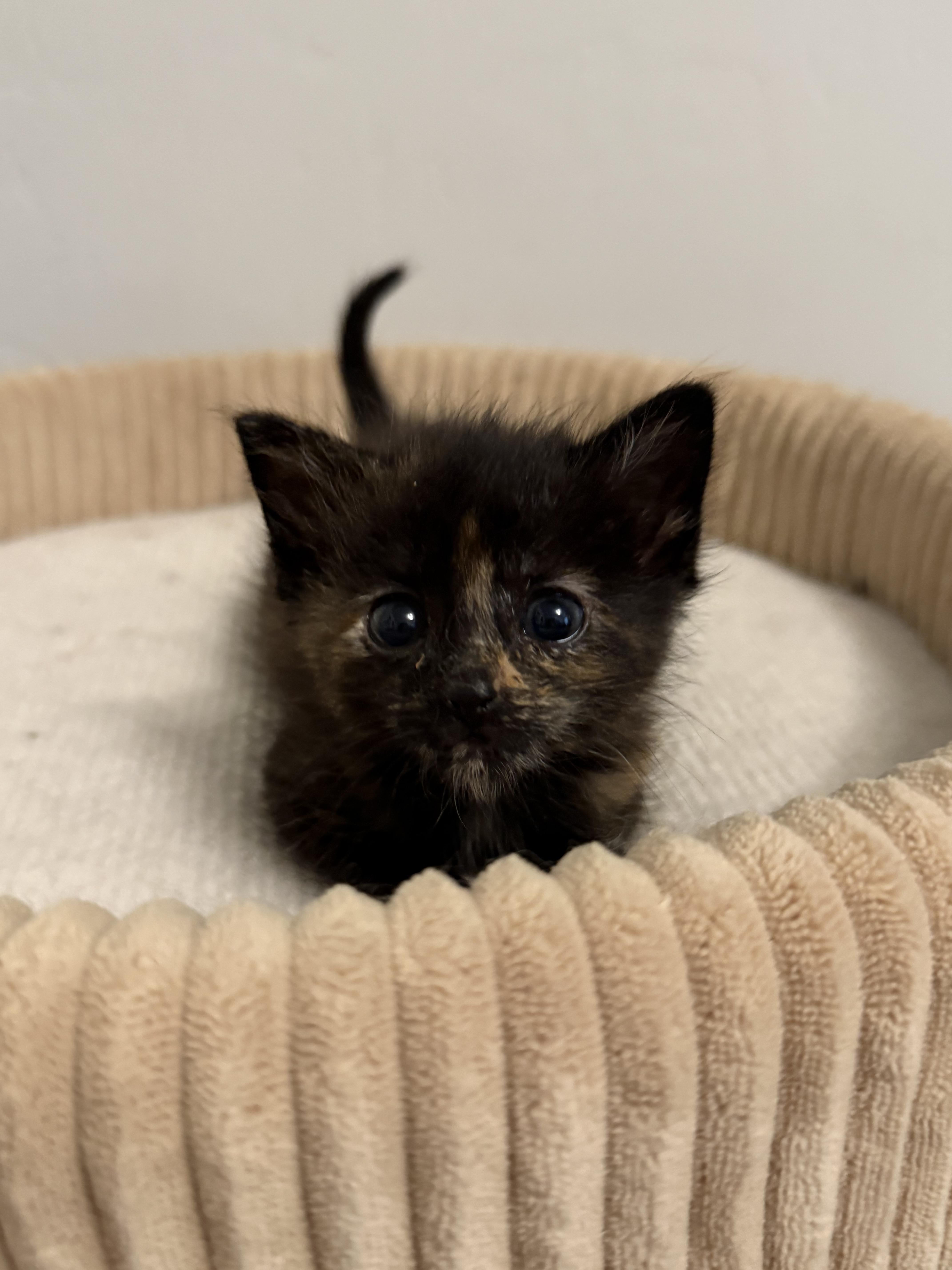 A baby medium-sized female Tortoiseshell Domestic Short Hair cat named Di Maria for adoption in Fruit Heights, UT