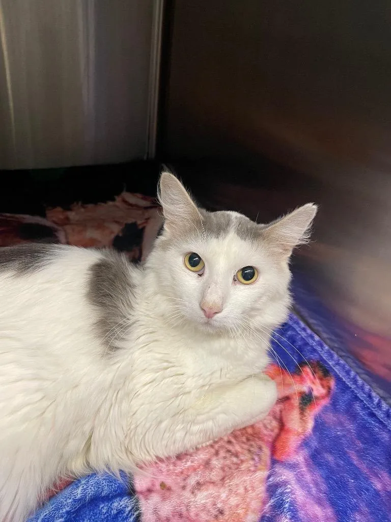 A young medium-sized male Domestic Long Hair cat named Chase for adoption in Chico, CA