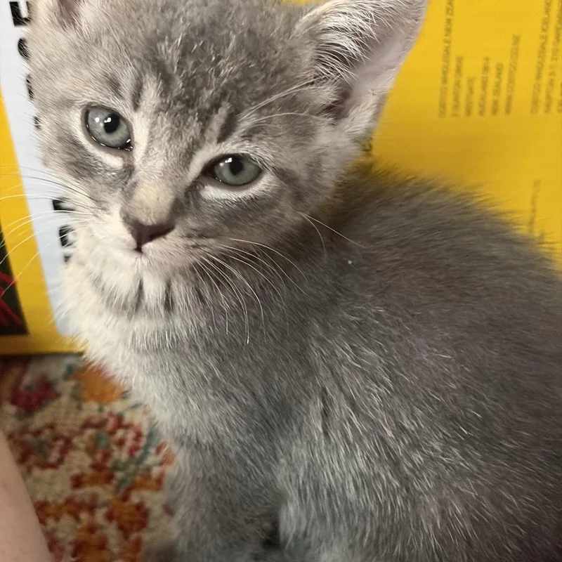 A baby medium-sized female Gray & White Tabby cat named Zara for adoption in Albuquerque, NM