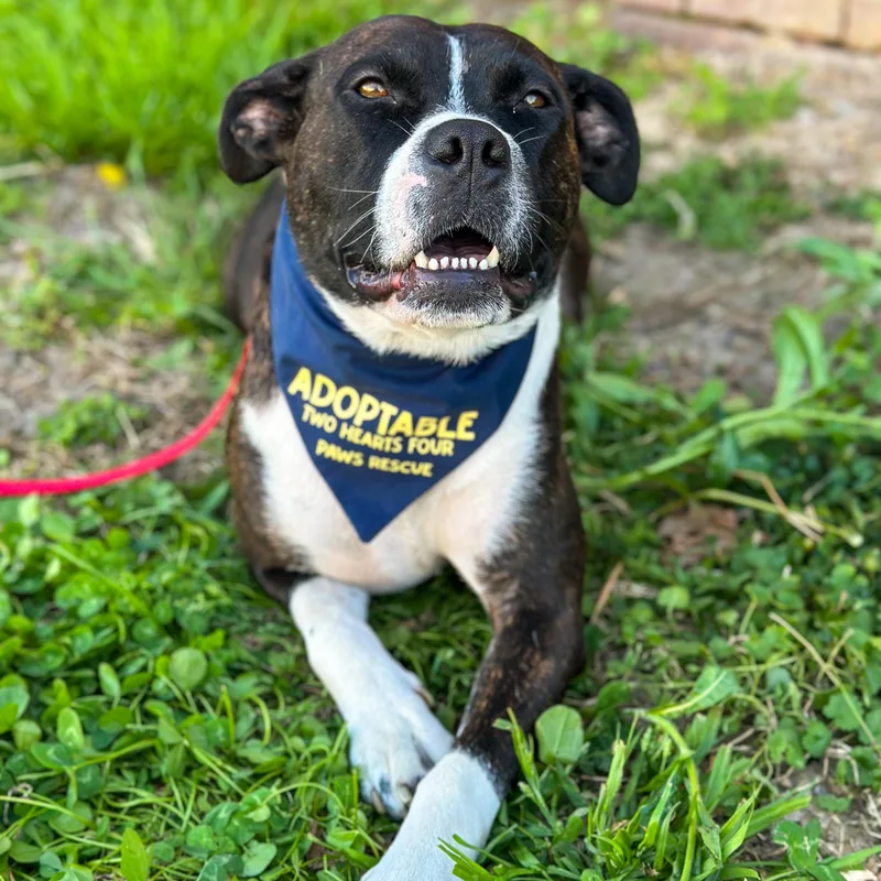 A young medium-sized female Brindle Doberman Pinscher dog named Sweet Pea for adoption in Charleston , WV