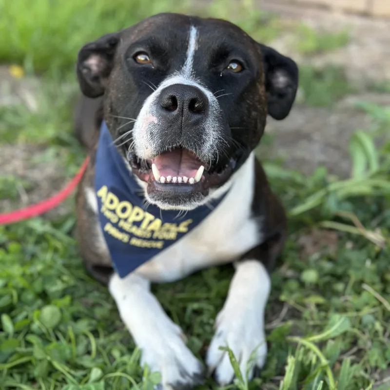 Sweet Pea thumbnail 2