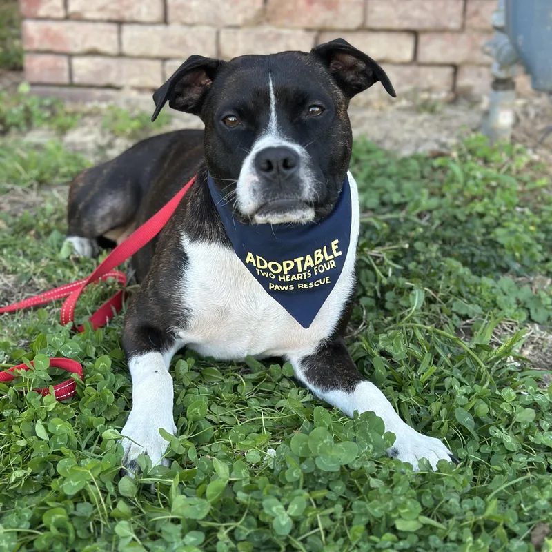 Sweet Pea thumbnail 3