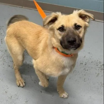 An adult large-sized male Shepherd dog named Macaroni for adoption in Kansas City, MO