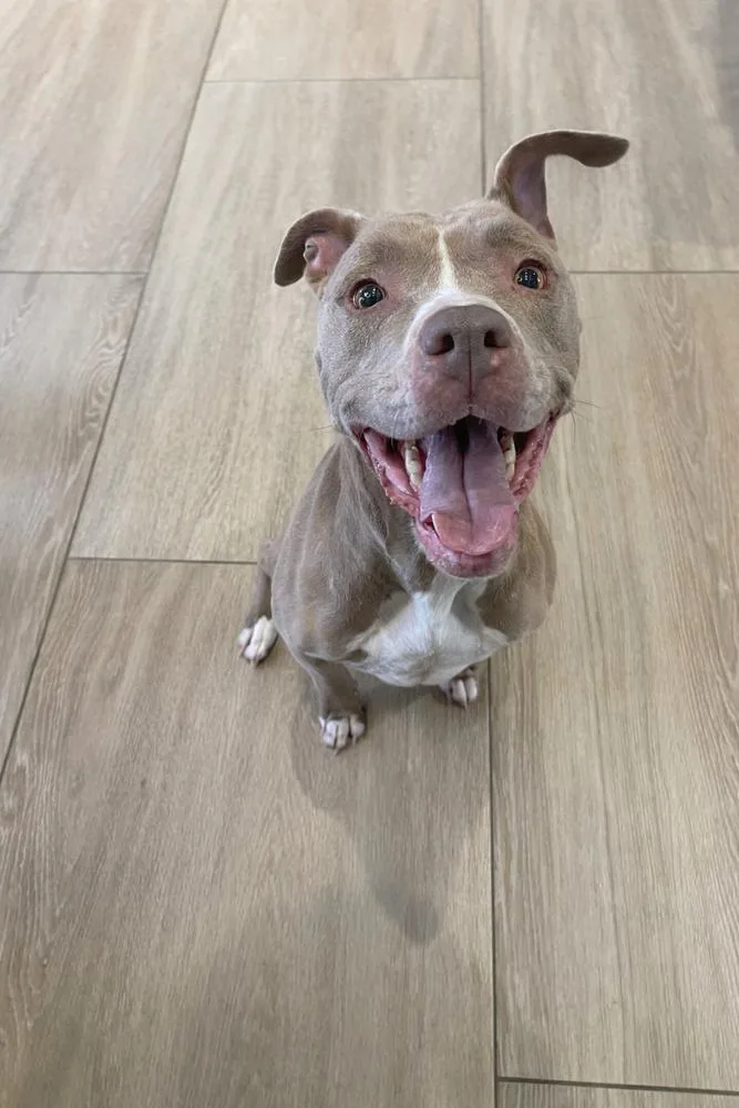 An adult medium-sized female Pit Bull Terrier dog named Charley for adoption in Dickson, TN