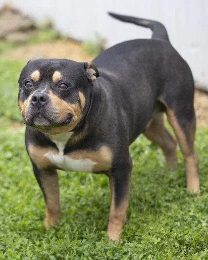 Macaroni thumbnail 3