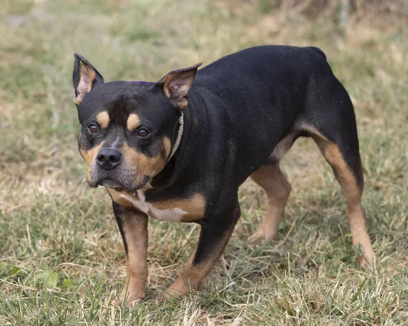 Macaroni thumbnail 4