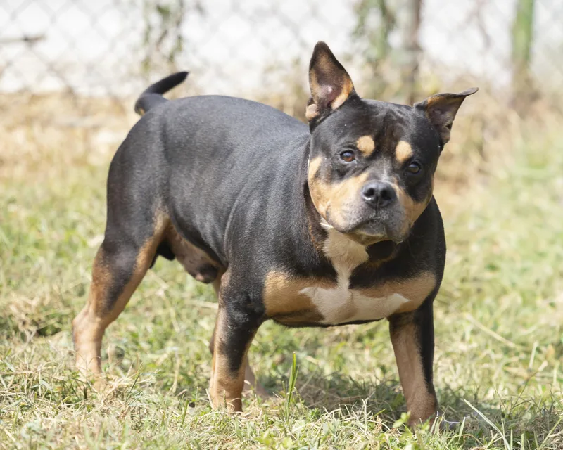 Macaroni thumbnail 5