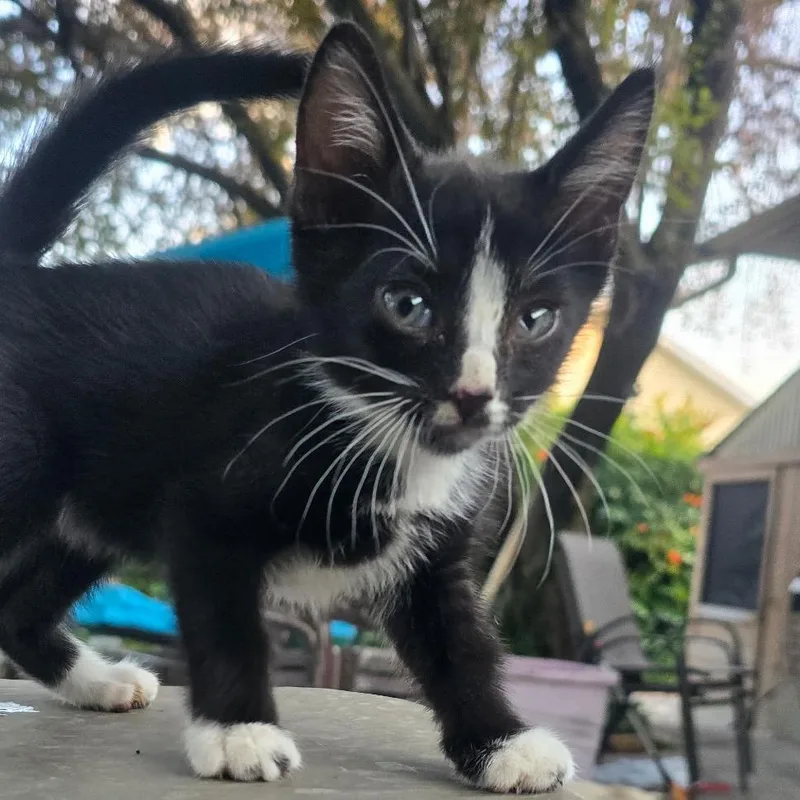A baby small-sized female Black Domestic Short Hair cat named Creme for adoption in Grantsville, UT