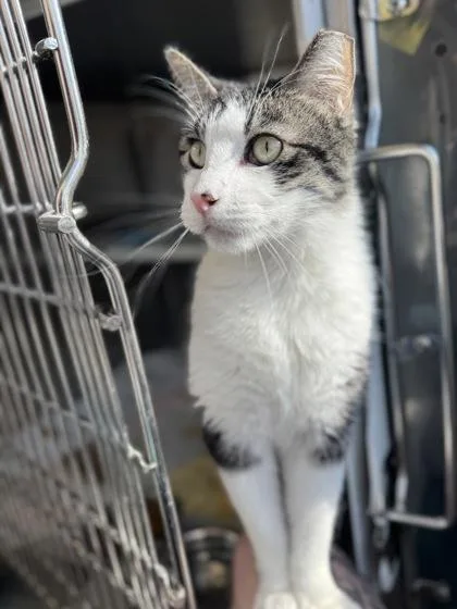 An adult large-sized male Brown / Chocolate Domestic Short Hair cat named Gizmo for adoption in Kansas City, MO