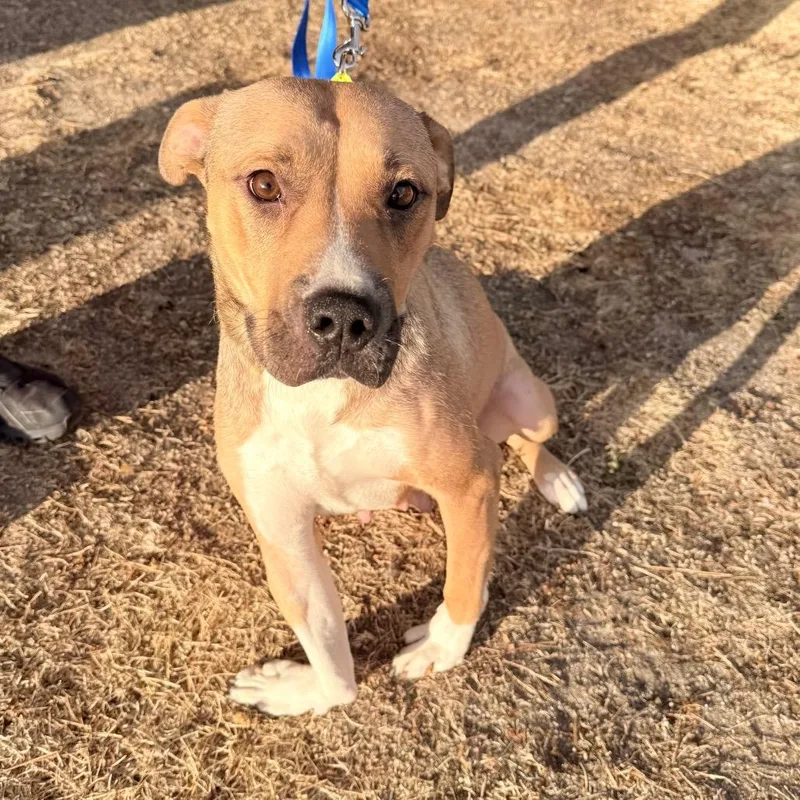 A young medium-sized female Shepherd dog named Mama Ivy for adoption in Parker, CO