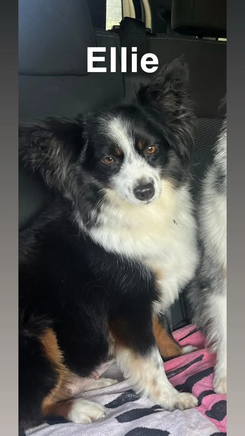 An adult medium-sized male Australian Shepherd dog named Andy and Ellie  for adoption in Andover, MA