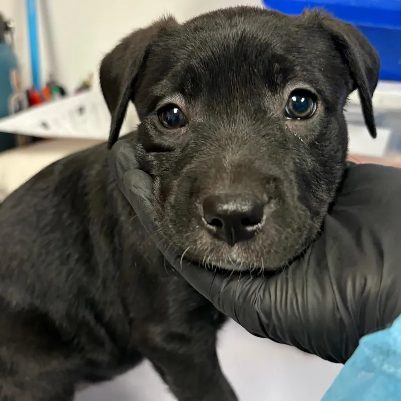 A baby medium-sized female Labrador Retriever dog named Bullseye for adoption in Yuma, AZ