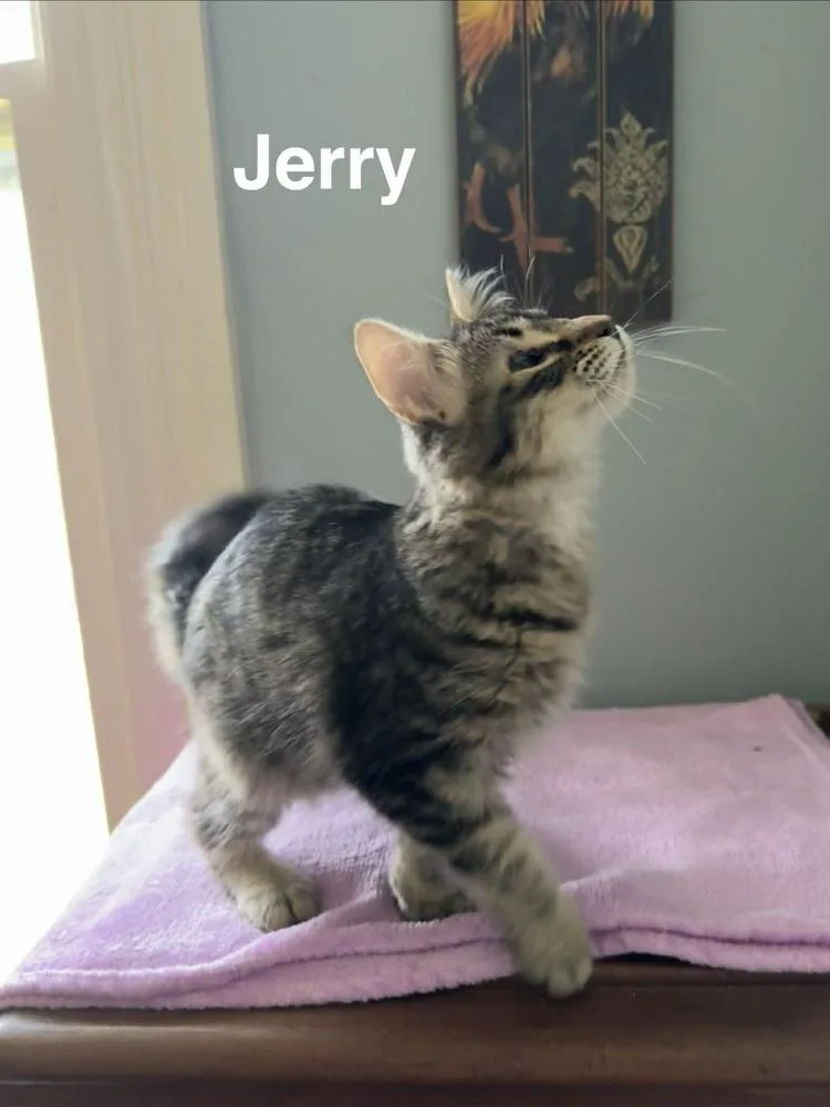 Jerry thumbnail 3