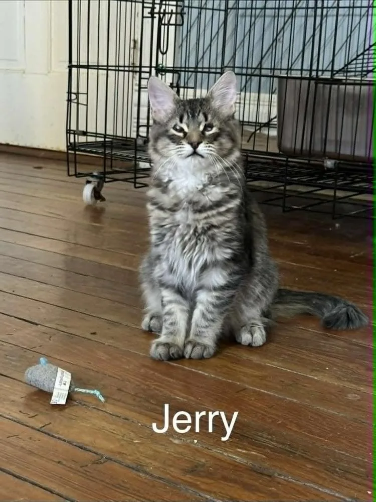 Jerry thumbnail 5