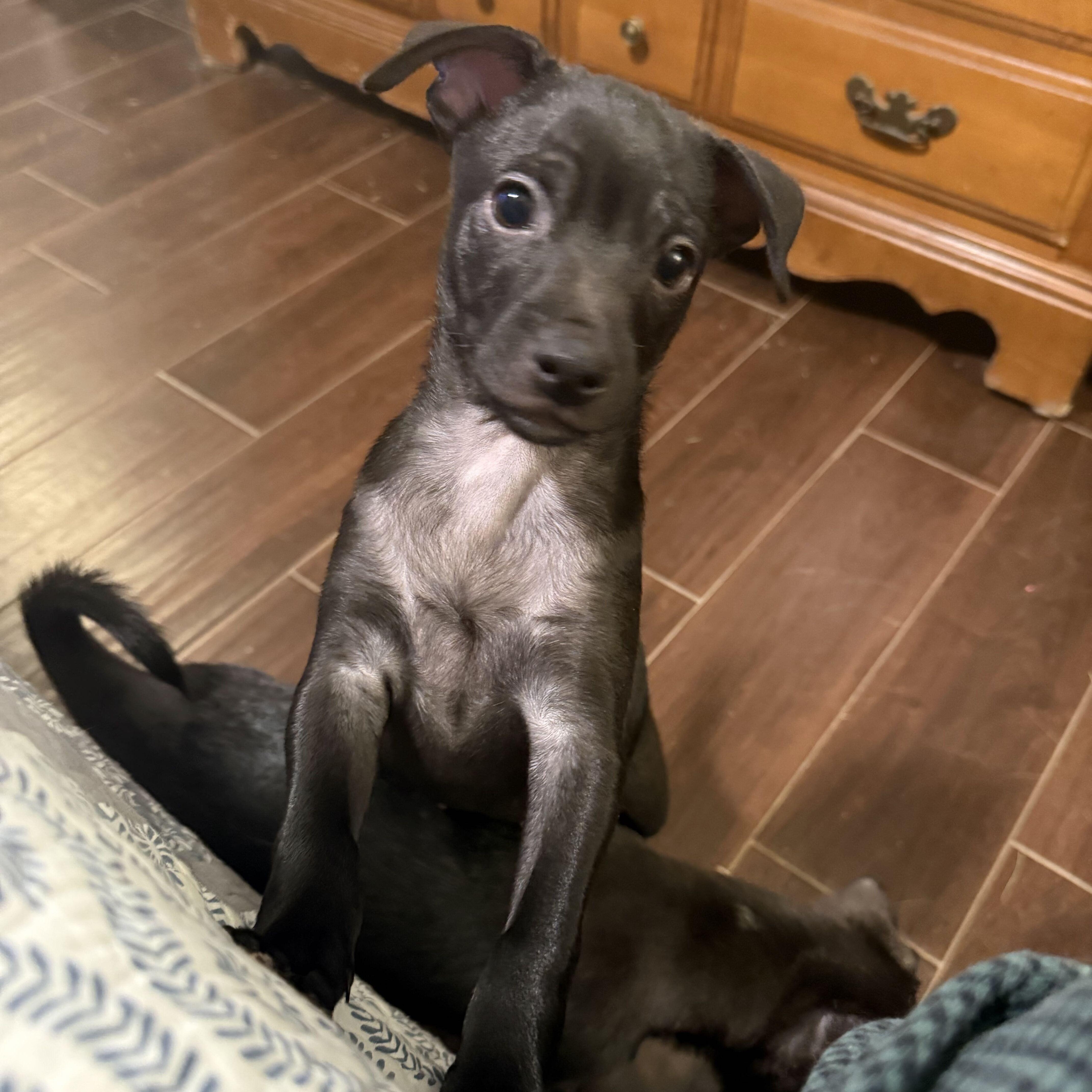 A baby medium-sized male Black Chihuahua dog named Crumb for adoption in Pflugerville, TX