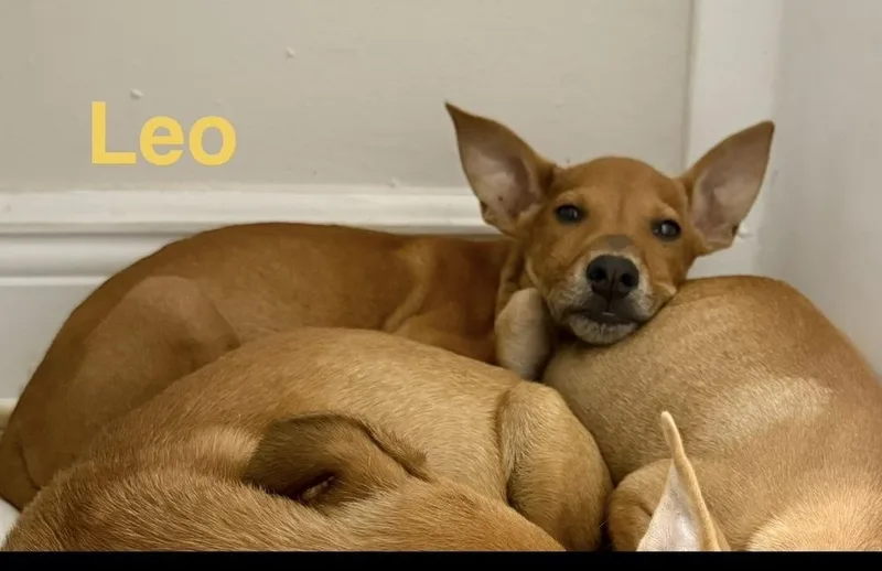 A baby medium-sized male Brown / Chocolate Chihuahua dog named Leo for adoption in St. Petersburg, FL