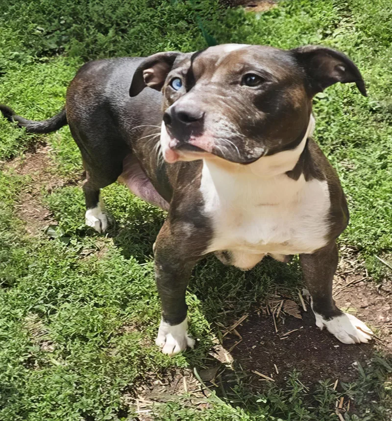 An adult medium-sized female Black Mixed Breed dog named Nala for adoption in Nashville, TN