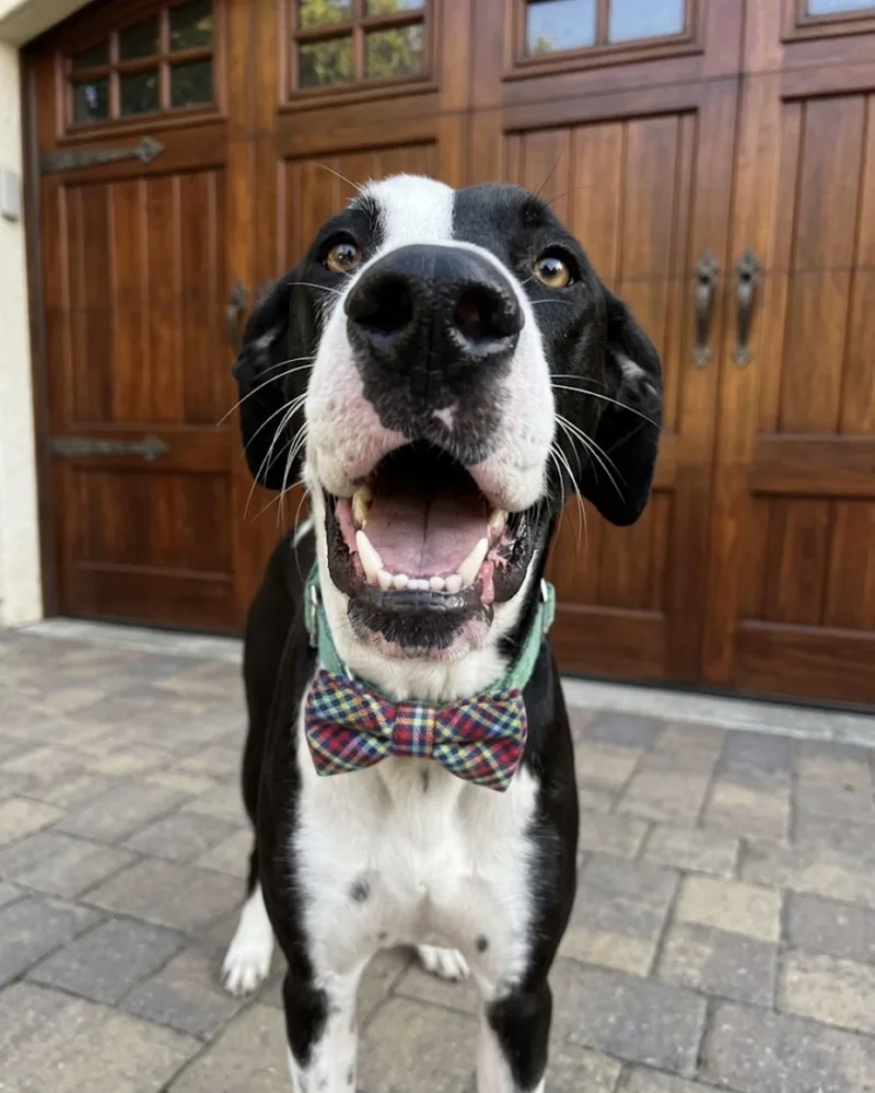 A young large-sized male Great Dane dog named Waffles for adoption in Claremont, CA