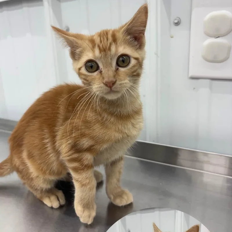 A baby medium-sized female Tabby (Orange / Red) Domestic Short Hair cat named Vega for adoption in Richmond, MO