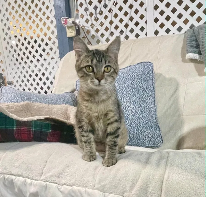 A young medium-sized female Tabby (Brown / Chocolate) Tabby cat named Grace for adoption in Benson, MN