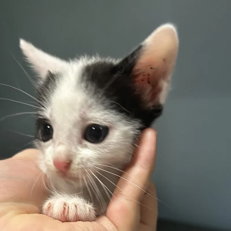 A baby small-sized male White Domestic Short Hair cat named Johnny Dean for adoption in Chattanooga, TN