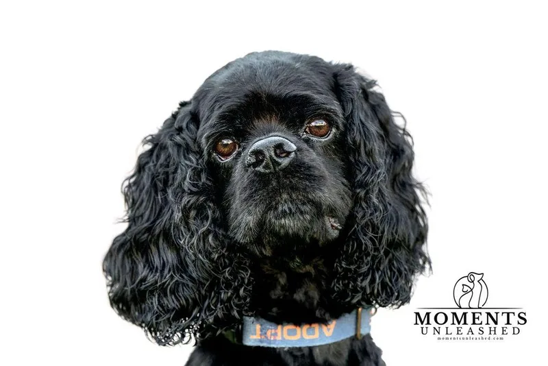 An adult small-sized male Cocker Spaniel dog named Woody for adoption in Myakka City, FL