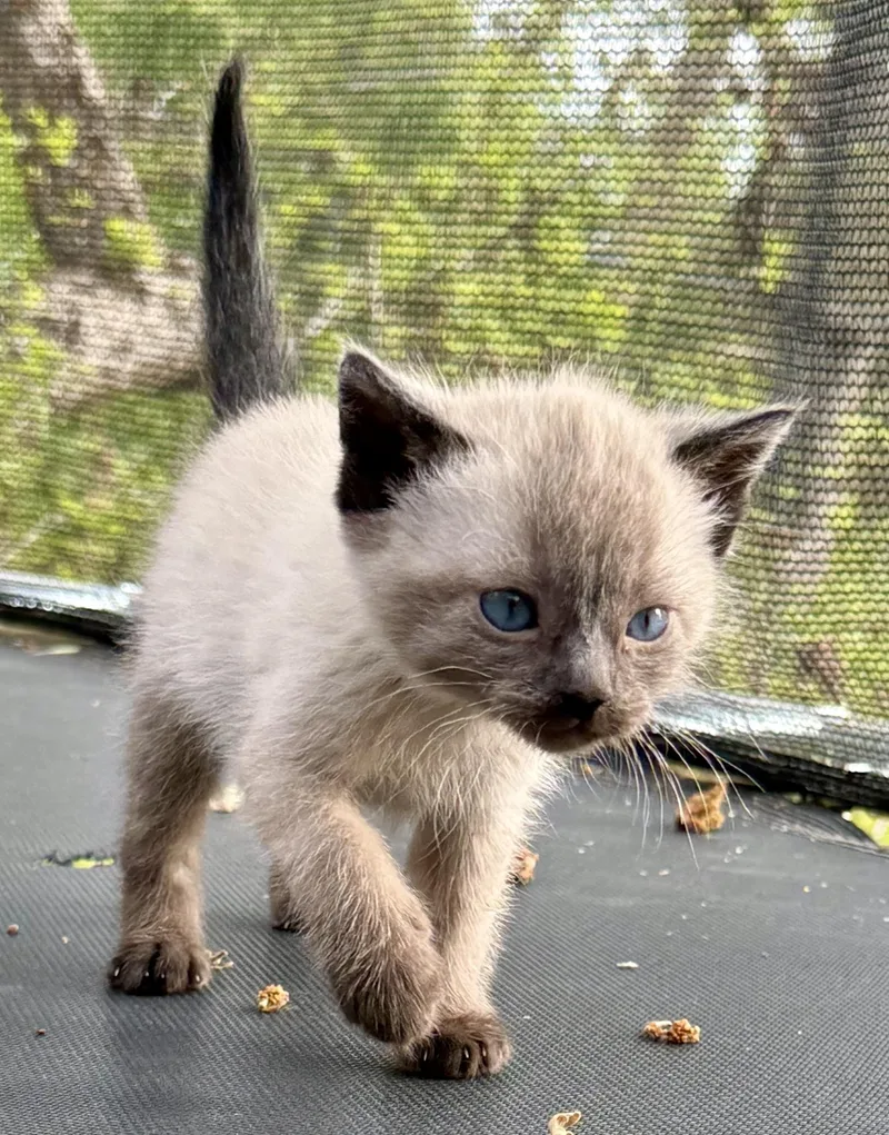 A baby small-sized male Seal Point Domestic Short Hair cat named Ash for adoption in Fruit Heights, UT