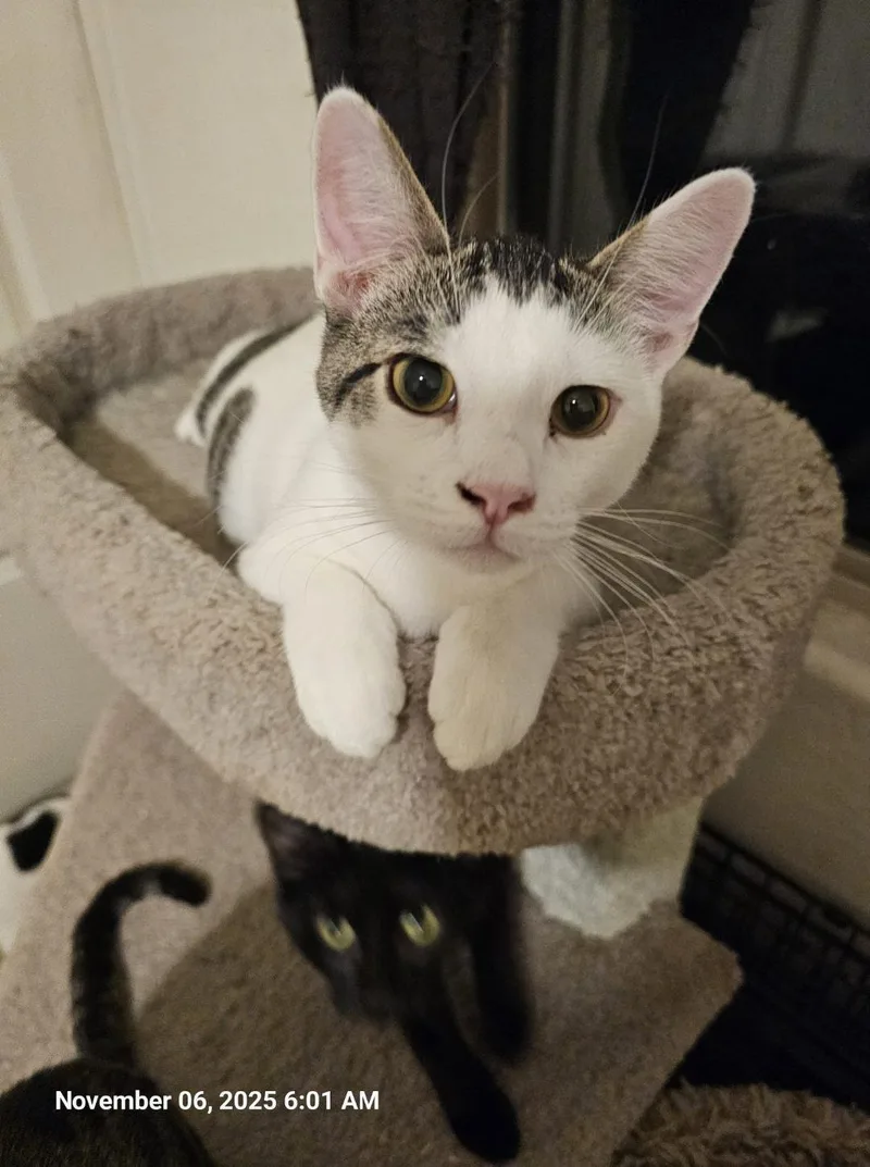 A baby medium-sized male Domestic Short Hair cat named Spex for adoption in Glendale, AZ