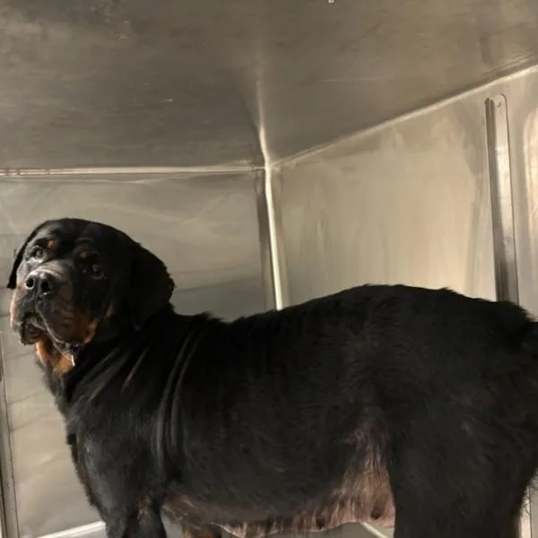 An adult large-sized female Rottweiler dog named Charlotte for adoption in Des Moines, IA
