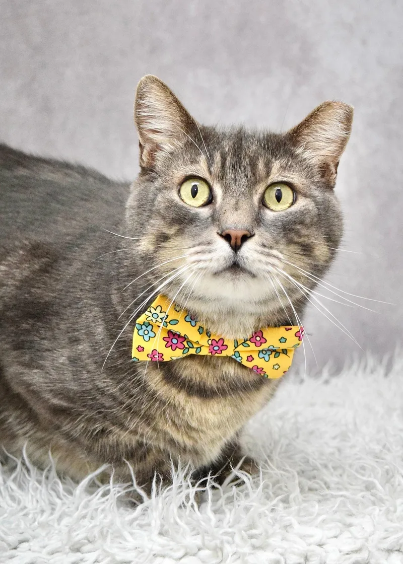 An adult large-sized male Tabby (Gray / Blue / Silver) Domestic Short Hair cat named Taro for adoption in Dublin, CA