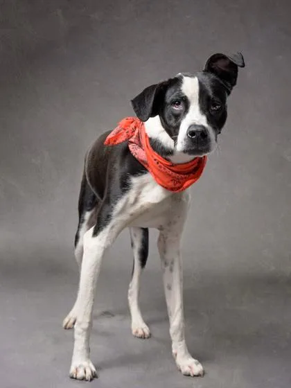A young medium-sized male Pit Bull Terrier dog named Ant J for adoption in Atlanta, GA