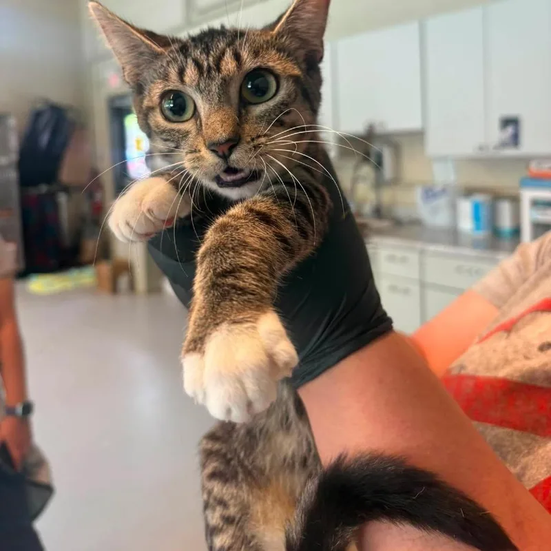 A young small-sized female Brown / Chocolate Domestic Short Hair cat named Onyz for adoption in Huntington, WV