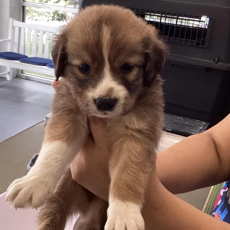 A baby small-sized male Shepherd dog named Atlantic for adoption in Montgomery, AL