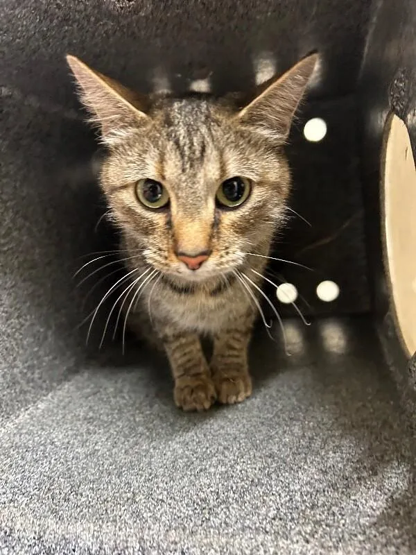 An adult medium-sized female Tabby (Brown / Chocolate) Domestic Short Hair cat named Bowtie for adoption in Fruit Heights, UT