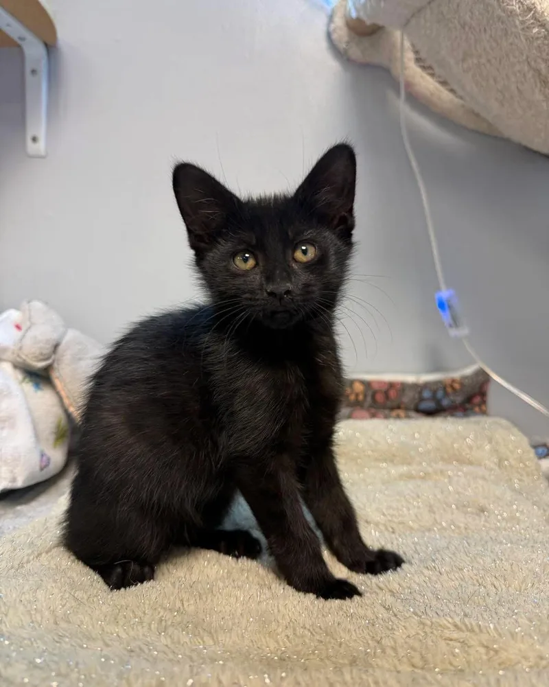 A young small-sized male Black Domestic Short Hair cat named Timmy for adoption in Freeport, NY