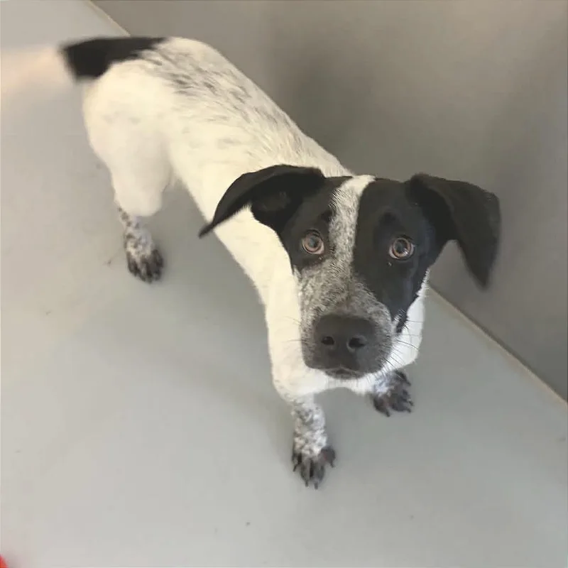 A baby small-sized female White / Cream Hound dog named Ariana Grande for adoption in Concord, NC