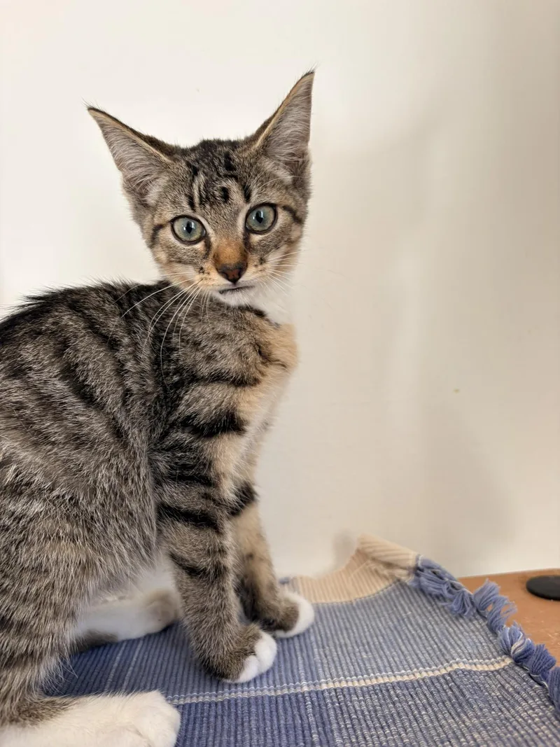 A baby small-sized female Tabby (Brown / Chocolate) Domestic Short Hair cat named Rory for adoption in Kalamazoo, MI