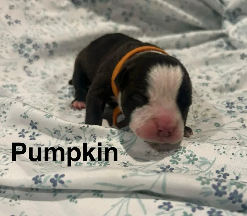 A young medium-sized female Pit Bull Terrier dog named Pumpkin for adoption in St. Clair Shores, MI