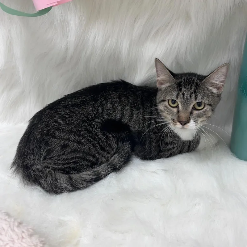 A baby medium-sized female Domestic Short Hair cat named Poppy for adoption in Peoria, AZ