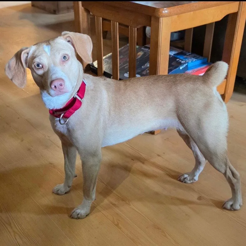 An adult medium-sized female Terrier dog named Sunny for adoption in Bloomfield, CT