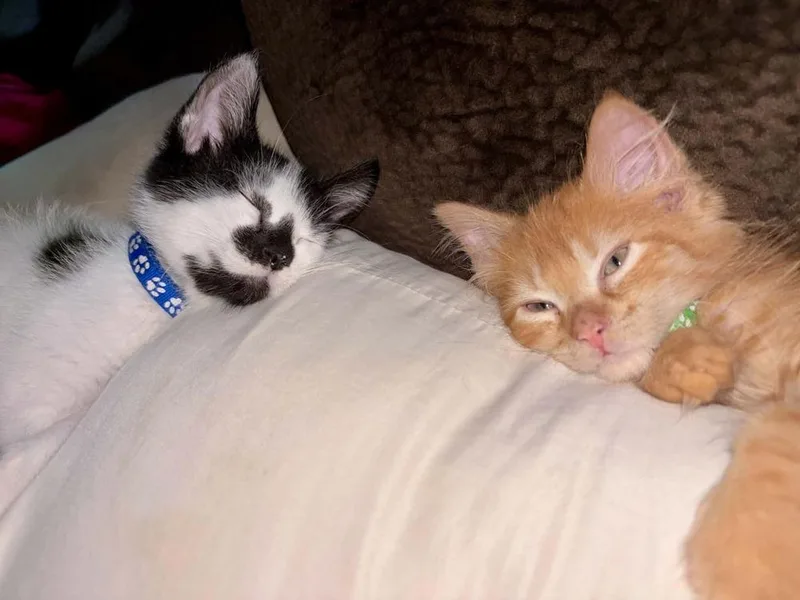 A baby small-sized male Black & White / Tuxedo Domestic Medium Hair cat named Dean for adoption in Lincoln Park, MI