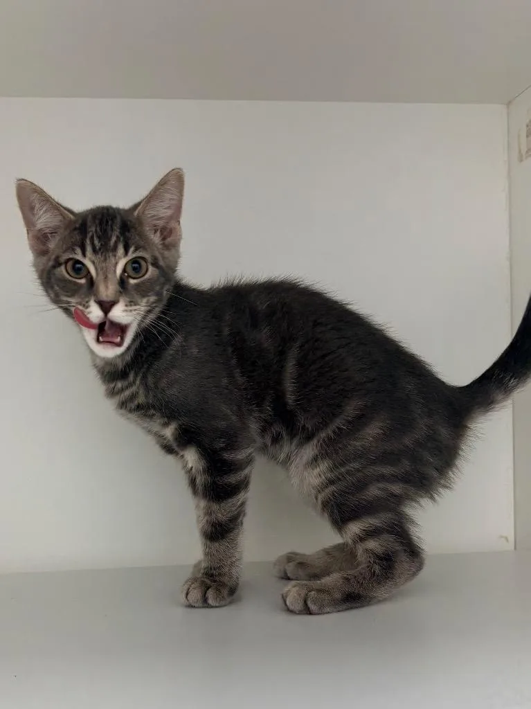 A baby small-sized male Domestic Short Hair cat named Max for adoption in Hartsville, SC