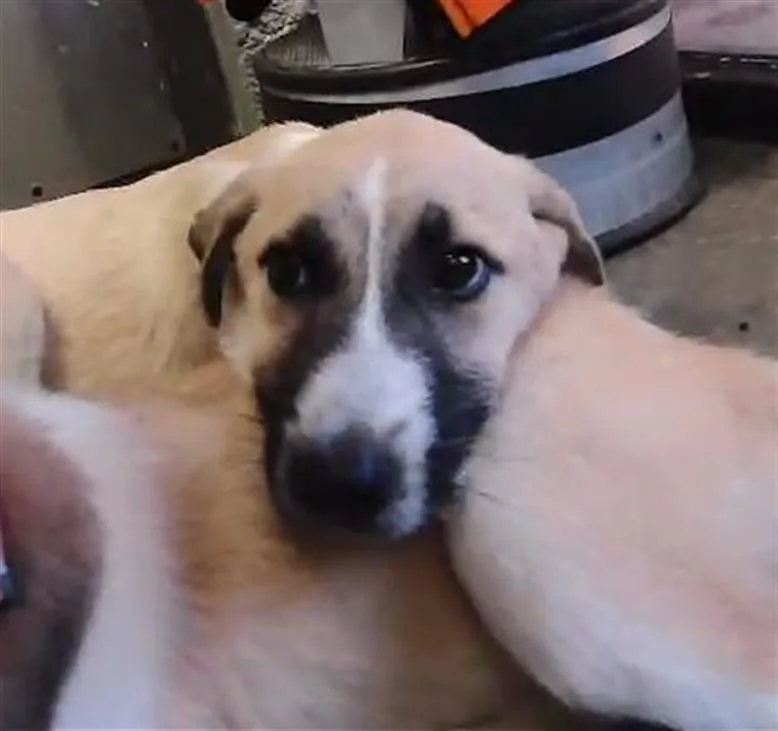 A baby small-sized male Anatolian Shepherd dog named Holland for adoption in Tulsa, OK