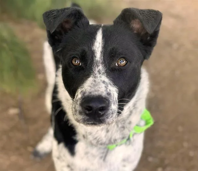 An adult large-sized male Australian Cattle Dog / Blue Heeler dog named Pockets for adoption in Tucson, AZ