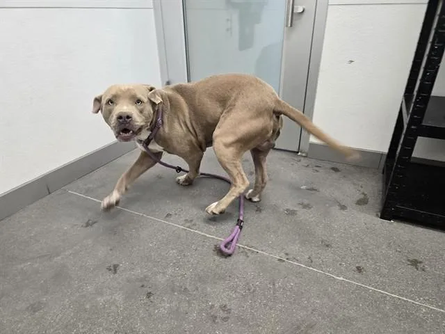 A young large-sized male Pit Bull Terrier dog named Mr Wiggles for adoption in Mesa, AZ