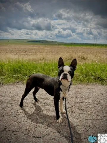 A young small-sized male Black Boston Terrier dog named Fred for adoption in Polson, MT