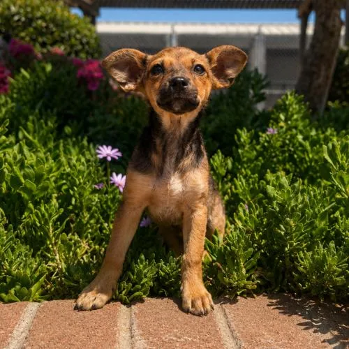A baby small-sized female Bicolor Chihuahua dog named Cherry for adoption in Lathrop, CA