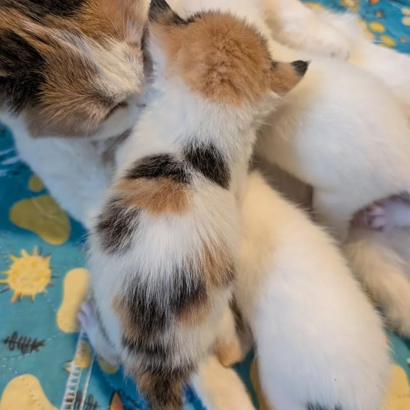 A baby small-sized female Calico Domestic Short Hair cat named Little Red for adoption in Woodstock, VA