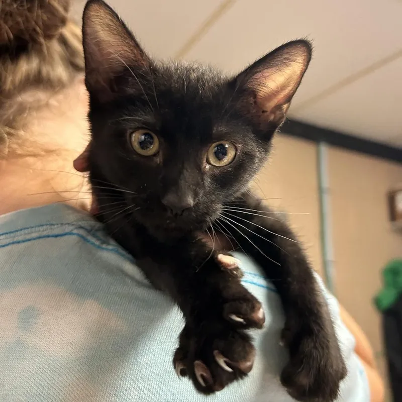 A baby small-sized male Black Domestic Short Hair cat named Orion for adoption in Newport, NC