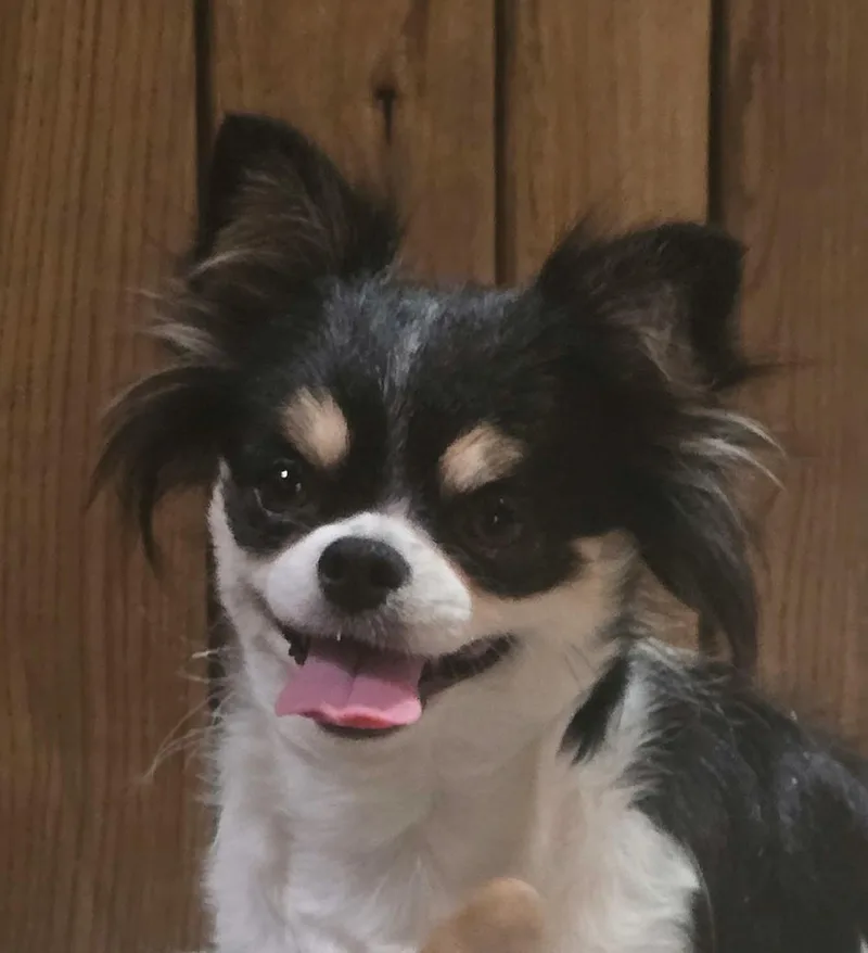 A young small-sized female Tricolor (Brown, Black, & White) Chihuahua dog named Macy for adoption in Dyer, IN